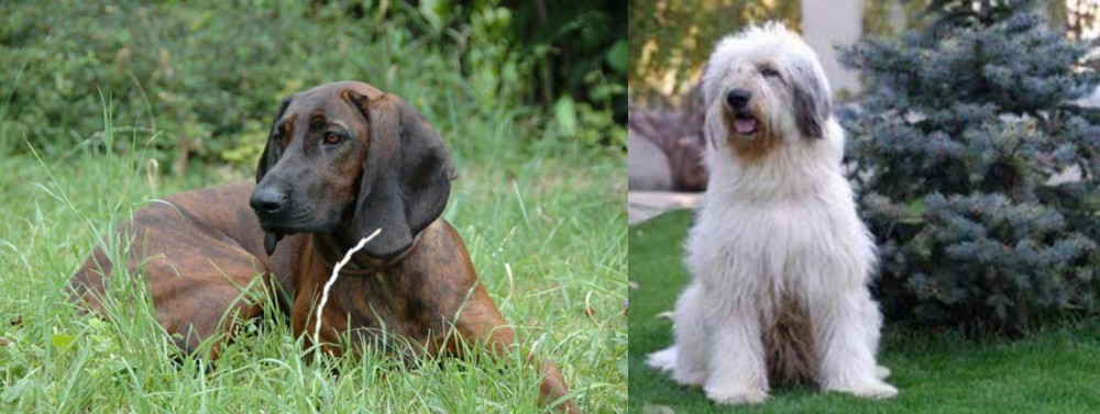 Mioritic Sheepdog vs Hanover Hound - Breed Comparison