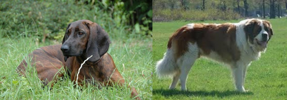 Moscow Watchdog vs Hanover Hound - Breed Comparison