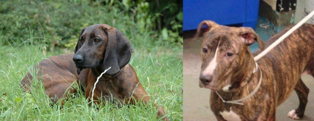 Mountain View Cur vs Hanover Hound - Breed Comparison
