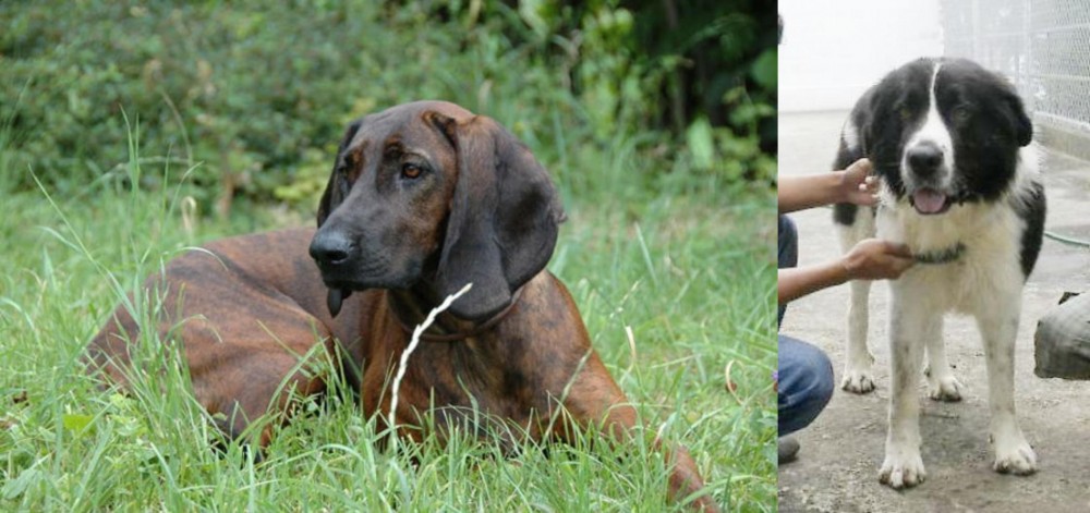 Mucuchies vs Hanover Hound - Breed Comparison