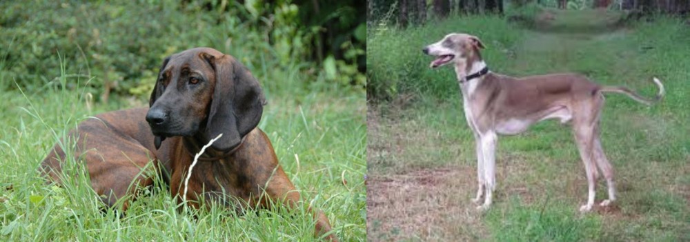 Mudhol Hound vs Hanover Hound - Breed Comparison