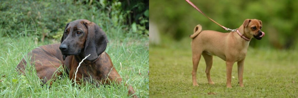 Muggin vs Hanover Hound - Breed Comparison