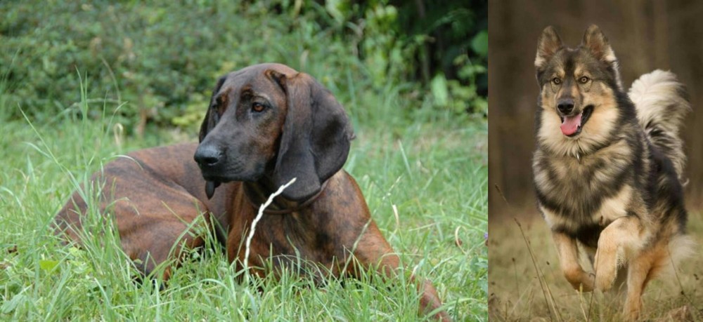 Native American Indian Dog vs Hanover Hound - Breed Comparison