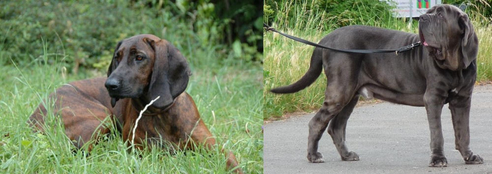 Neapolitan Mastiff vs Hanover Hound - Breed Comparison