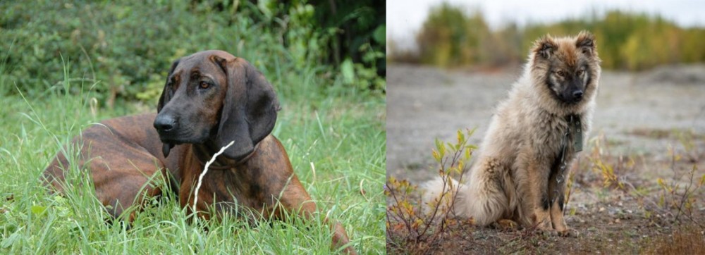 Nenets Herding Laika vs Hanover Hound - Breed Comparison