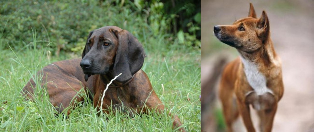 New Guinea Singing Dog vs Hanover Hound - Breed Comparison
