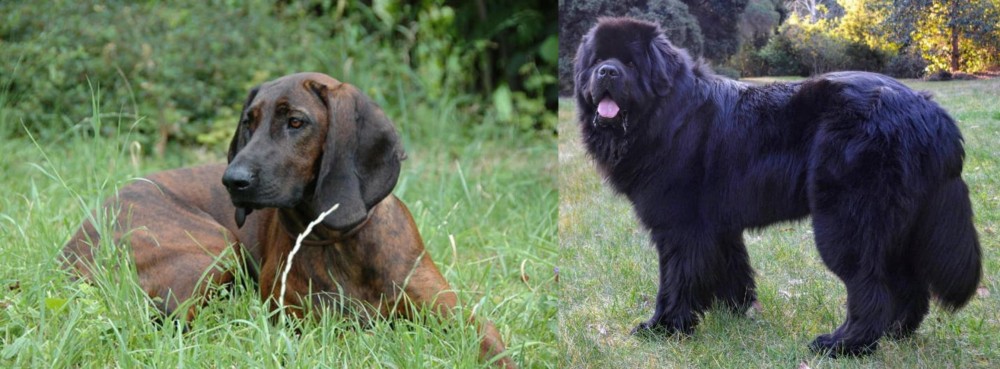Newfoundland Dog vs Hanover Hound - Breed Comparison