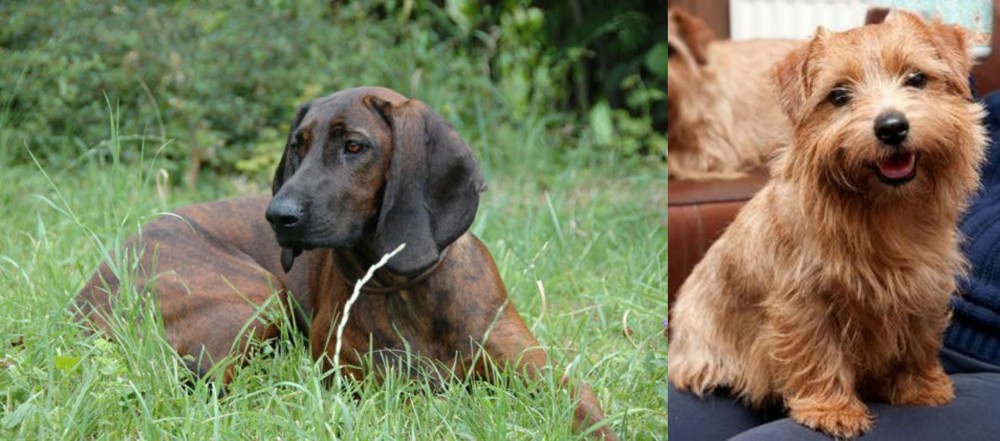 Norfolk Terrier vs Hanover Hound - Breed Comparison