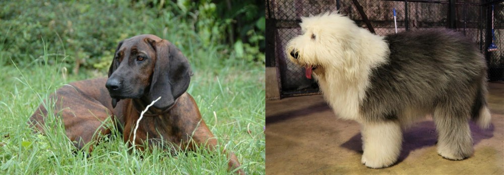 Old English Sheepdog vs Hanover Hound - Breed Comparison