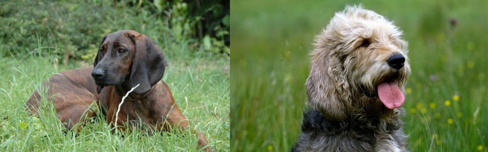 Otterhound vs Hanover Hound - Breed Comparison