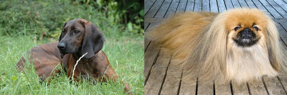 Pekingese vs Hanover Hound - Breed Comparison