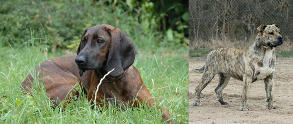 Perro de Presa Mallorquin vs Hanover Hound - Breed Comparison