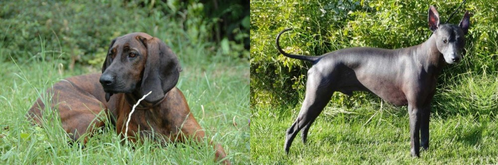 Peruvian Hairless vs Hanover Hound - Breed Comparison