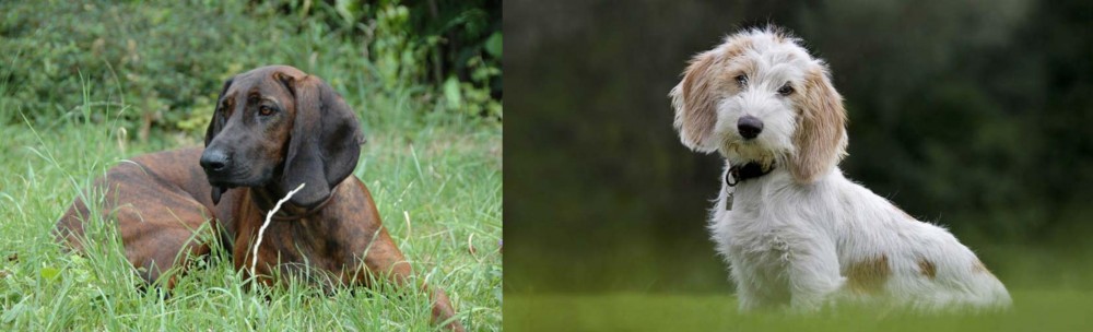 Petit Basset Griffon Vendeen vs Hanover Hound - Breed Comparison