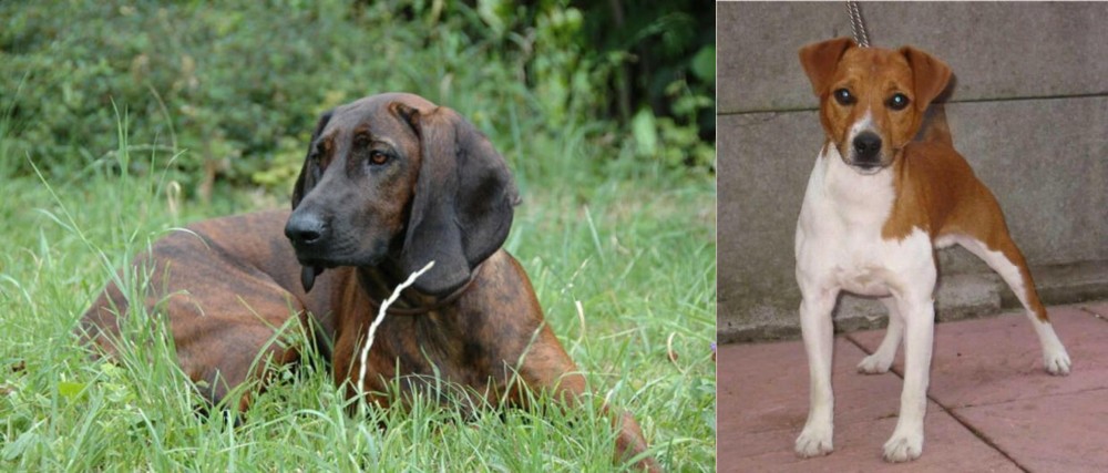 Plummer Terrier vs Hanover Hound - Breed Comparison