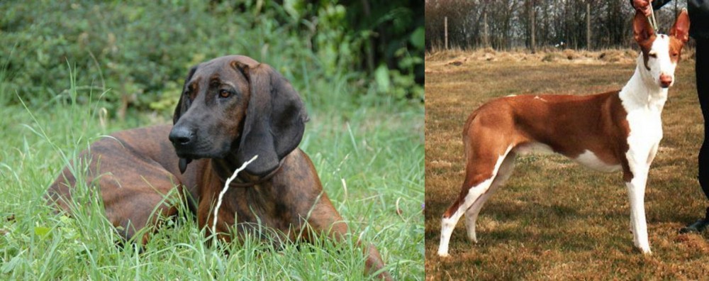 Podenco Canario vs Hanover Hound - Breed Comparison