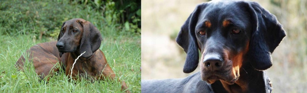 Polish Hunting Dog vs Hanover Hound - Breed Comparison