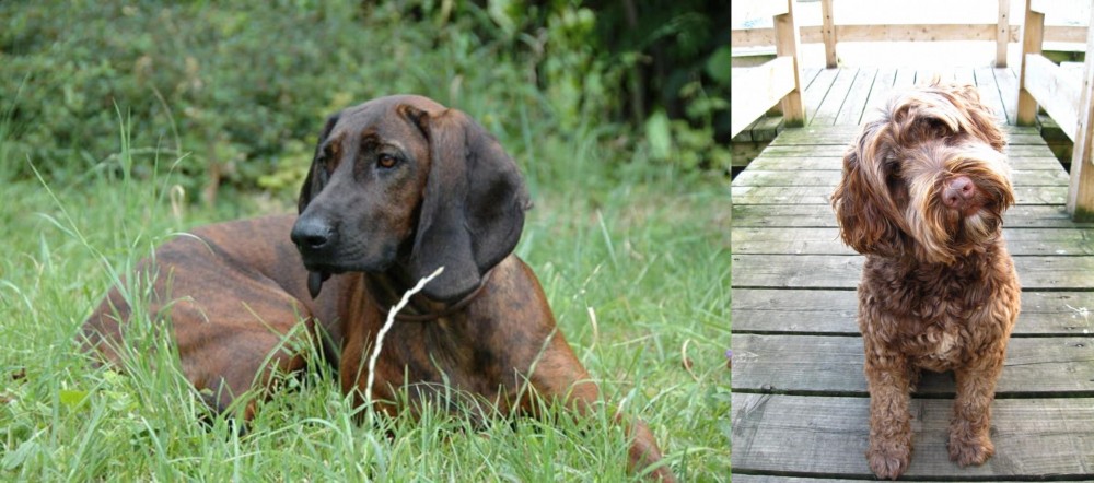 Portuguese Water Dog vs Hanover Hound - Breed Comparison