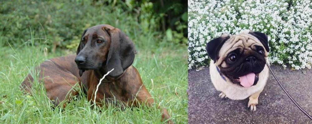 Pug vs Hanover Hound - Breed Comparison