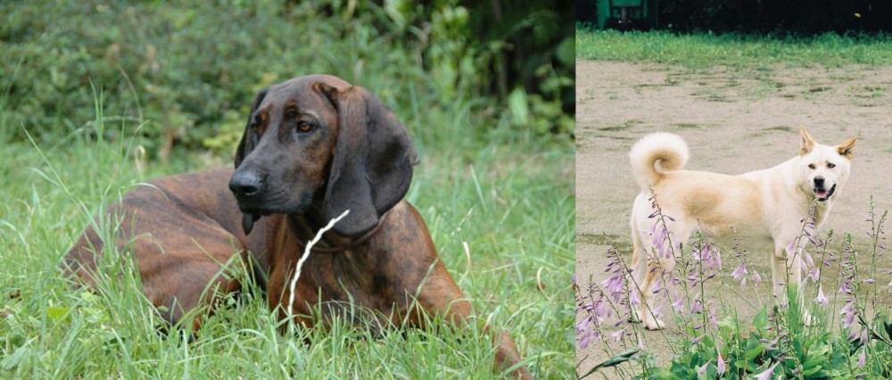 Pungsan Dog vs Hanover Hound - Breed Comparison