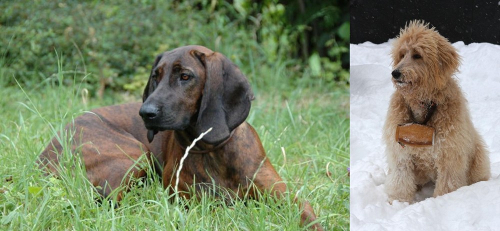 Pyredoodle vs Hanover Hound - Breed Comparison