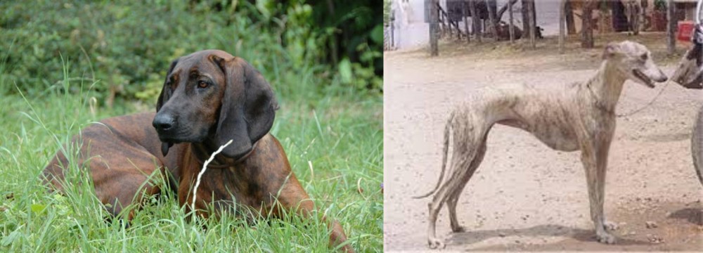 Rampur Greyhound vs Hanover Hound - Breed Comparison