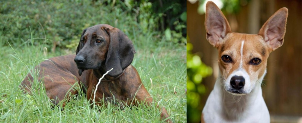 Rat Terrier vs Hanover Hound - Breed Comparison
