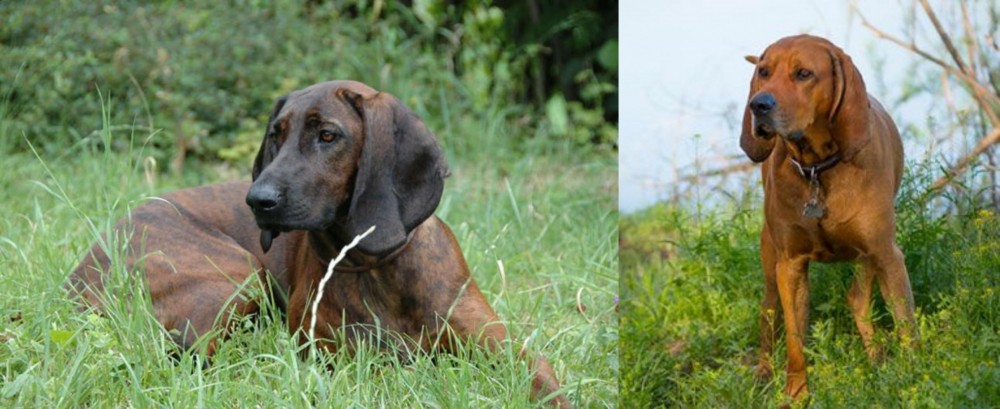 Redbone Coonhound vs Hanover Hound - Breed Comparison