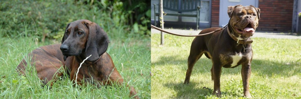 Renascence Bulldogge vs Hanover Hound - Breed Comparison