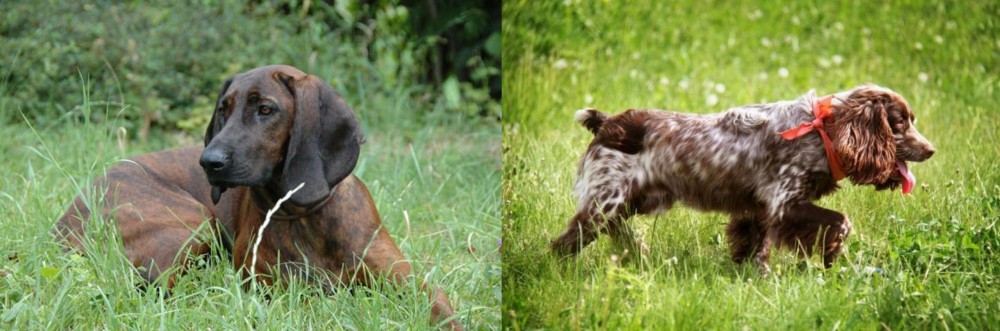 Russian Spaniel vs Hanover Hound - Breed Comparison