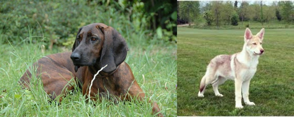 Saarlooswolfhond vs Hanover Hound - Breed Comparison