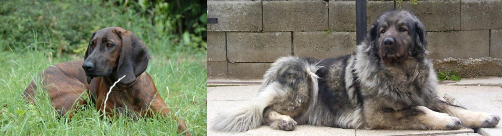 Sarplaninac vs Hanover Hound - Breed Comparison