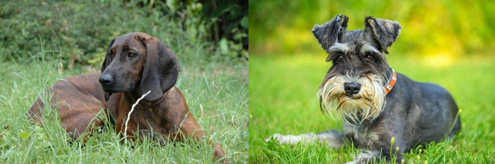 Schnauzer vs Hanover Hound - Breed Comparison