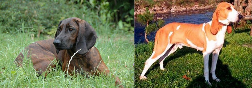 Schweizer Laufhund vs Hanover Hound - Breed Comparison