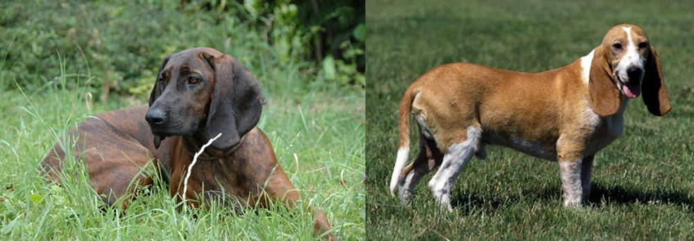 Schweizer Niederlaufhund vs Hanover Hound - Breed Comparison
