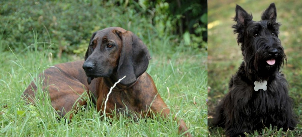 Scoland Terrier vs Hanover Hound - Breed Comparison