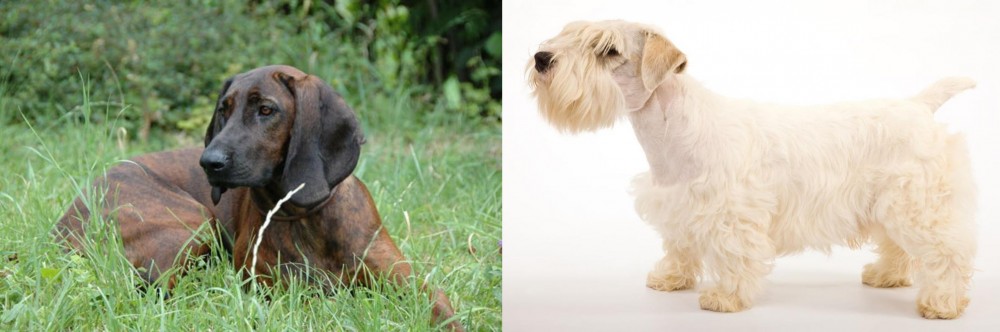 Sealyham Terrier vs Hanover Hound - Breed Comparison