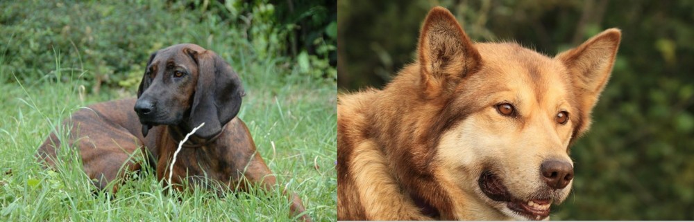 Seppala Siberian Sleddog vs Hanover Hound - Breed Comparison