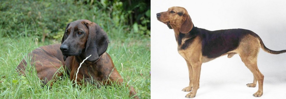 Serbian Hound vs Hanover Hound - Breed Comparison