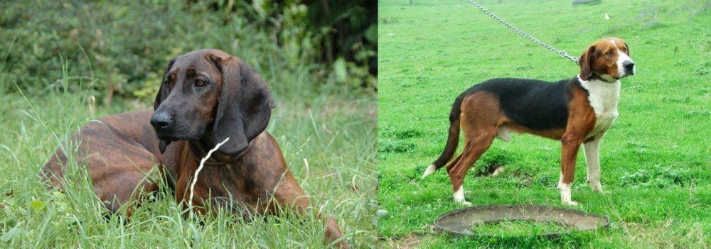 Serbian Tricolour Hound vs Hanover Hound - Breed Comparison
