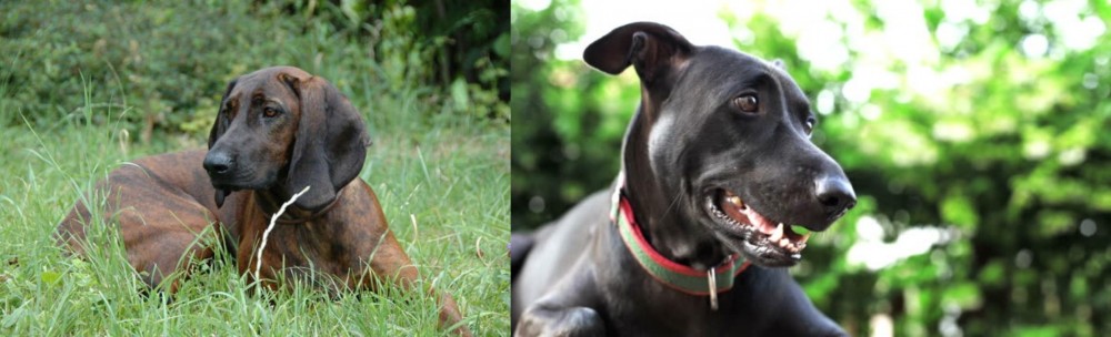 Shepard Labrador vs Hanover Hound - Breed Comparison