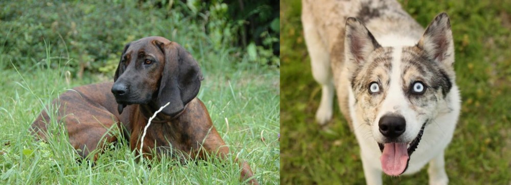 Shepherd Husky vs Hanover Hound - Breed Comparison