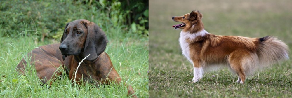Shetland Sheepdog vs Hanover Hound - Breed Comparison