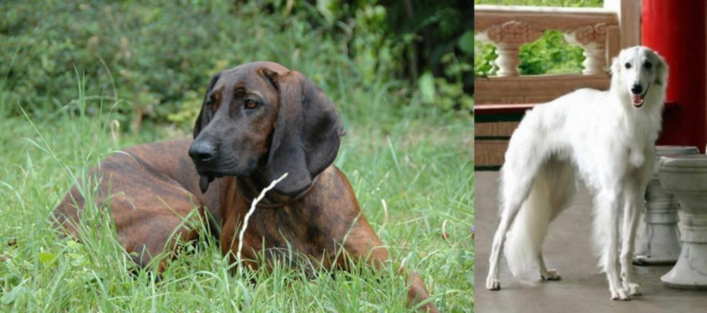 Silken Windhound vs Hanover Hound - Breed Comparison