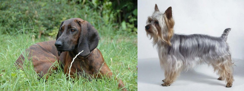Silky Terrier vs Hanover Hound - Breed Comparison