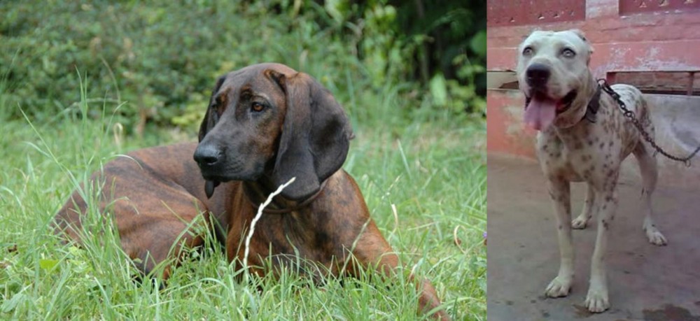 Sindh Mastiff vs Hanover Hound - Breed Comparison