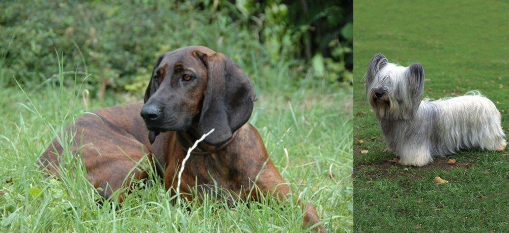 Skye Terrier vs Hanover Hound - Breed Comparison