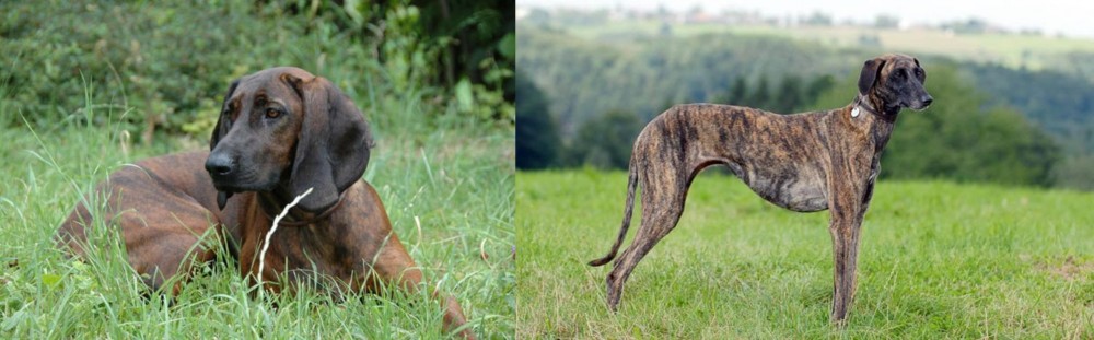 Sloughi vs Hanover Hound - Breed Comparison