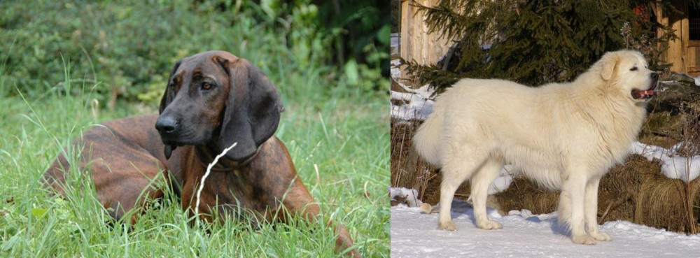 Slovak Cuvac vs Hanover Hound - Breed Comparison