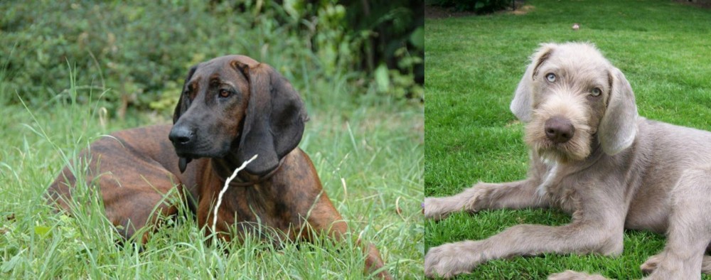 Slovakian Rough Haired Pointer vs Hanover Hound - Breed Comparison